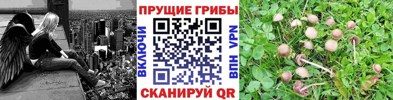 Галлюциногенные грибы прущие грибы купить закладку Глазов